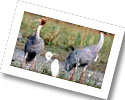 Keoladeo Ghana National Park, Bharatpur Bird Sanctuary