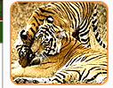 Indian Wildlife Tour - Wildlife Sanctuary In India