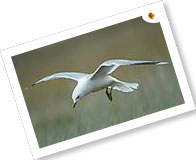 Bharatpur National Park, Bharatpur Bird Sanctuary